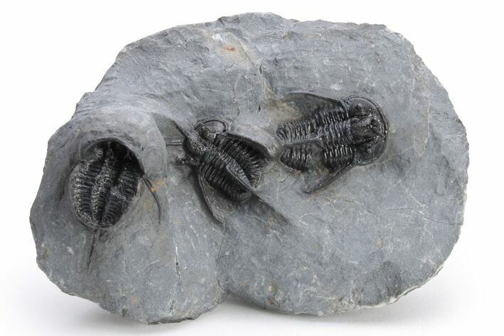 Devil Horned Cyphaspis Walteri Trilobite Cluster #226075